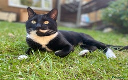 Domestic Shorthair cats for sale: Big gentle loving boy - Image 1