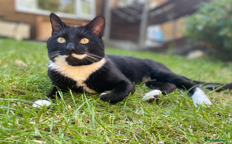 Domestic Shorthair cats - Advert 1