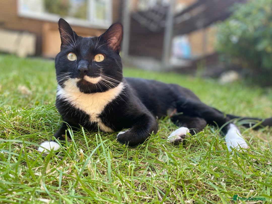 Domestic Shorthair cats for sale: Big gentle loving boy - Image 1