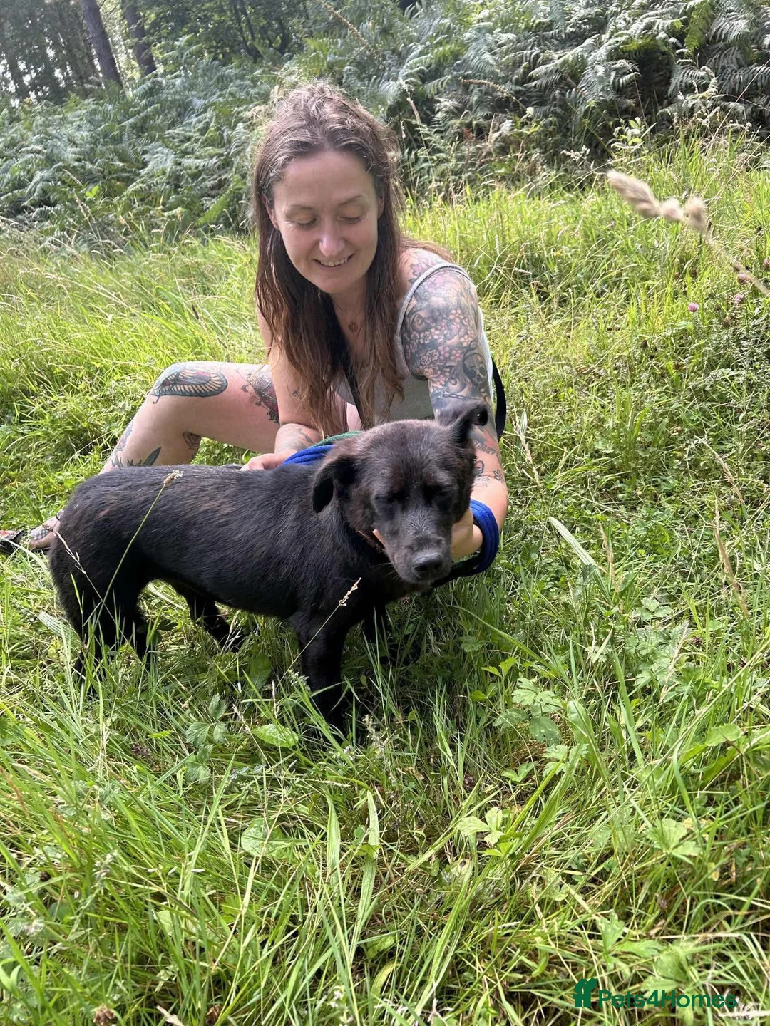 Mixed Breed dogs for adoption: Blossy - Norwich Norfolk  - Advert 13