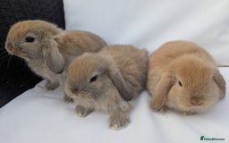 Mini Lop rabbits for sale: ❤️ Cute baby Mini Lop baby rabbits boys girls! ❤️ - Image 1