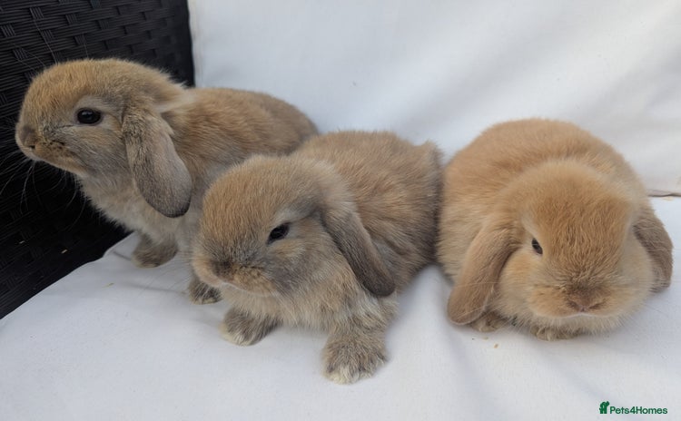 Mini Lop rabbits - Advert 16
