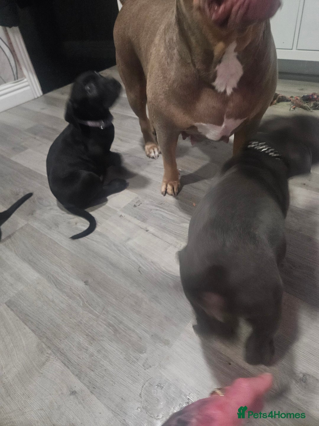 Mixed Breed dogs for sale: Prety puppy - Advert 9