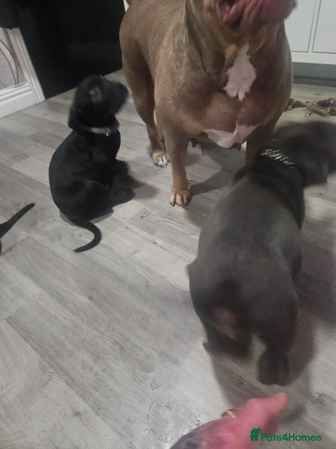 Mixed Breed dogs for sale: Prety puppy - Advert 8