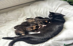 British Shorthair cats for sale: 2 Kittens left for sale! - Image 13