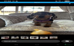 Miniature Dachshund dogs for sale: Ready now beautiful miniature dachshund pups - Image 39
