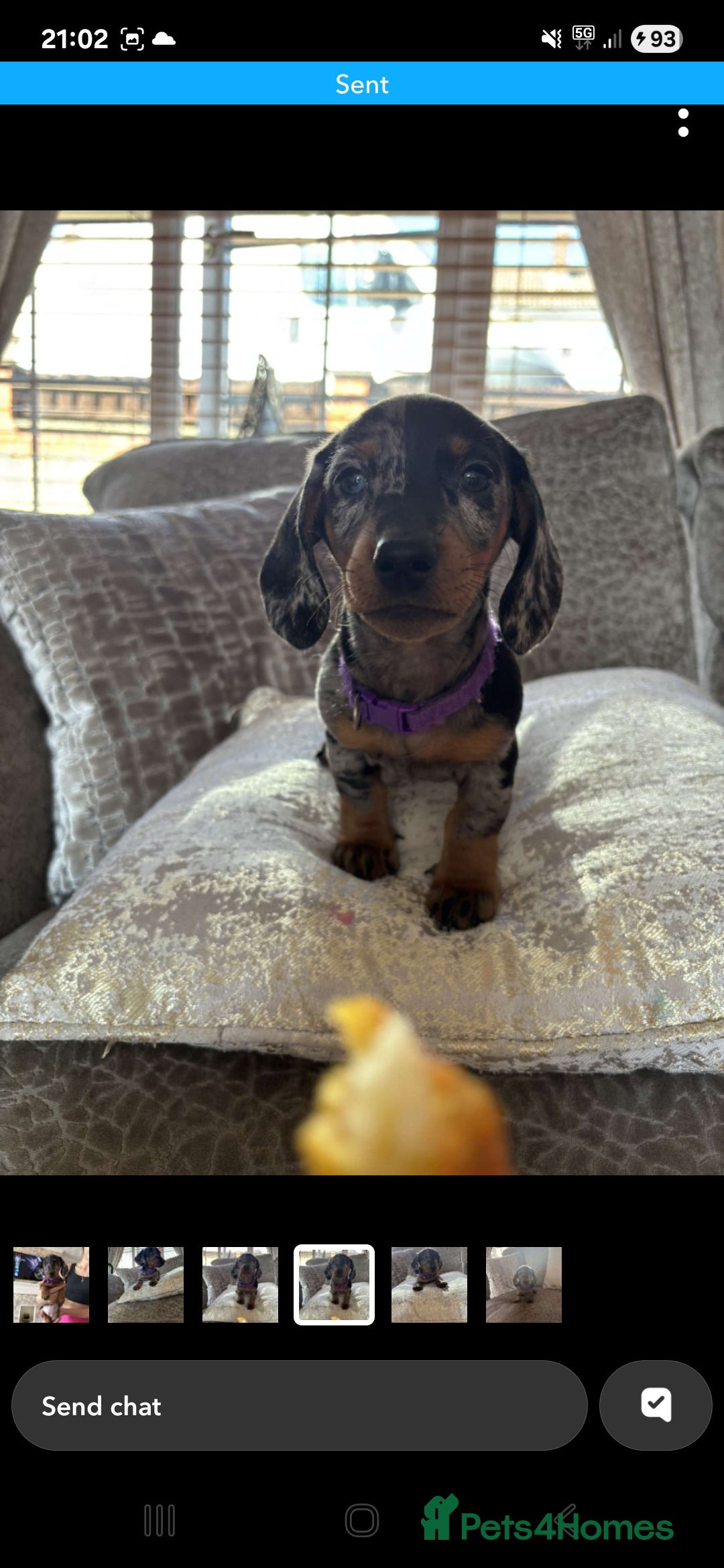 Miniature Dachshund dogs for sale: Ready now beautiful miniature dachshund pups - Image 39