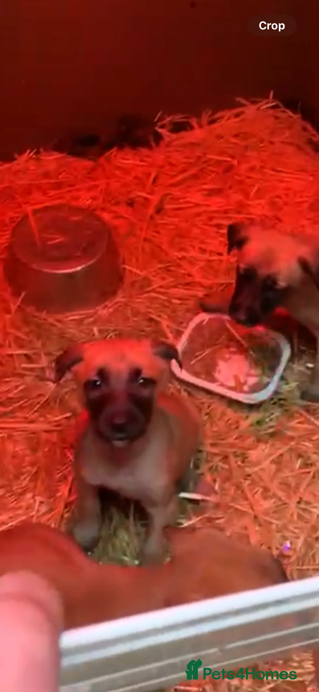 Belgian Shepherd Dog dogs for sale: Belgian malinois puppies  - Advert 3