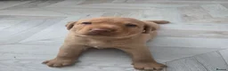 Labrador Retriever dogs for sale: Beautiful labrador Retriever puppie - Advert 13