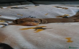 Miniature Dachshund dogs for sale: Stunning Miniature dachshund puppies  - Advert 4