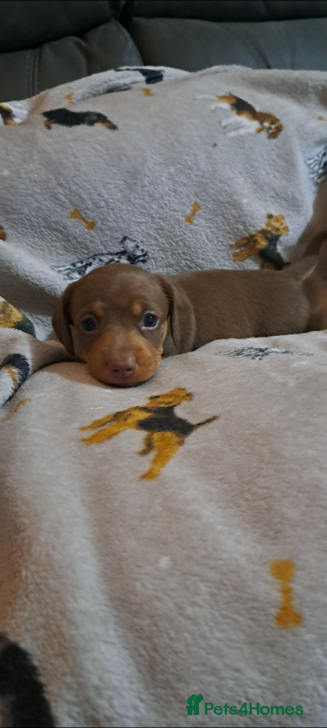 Miniature Dachshund dogs for sale: Stunning Miniature dachshund puppies  - Advert 4