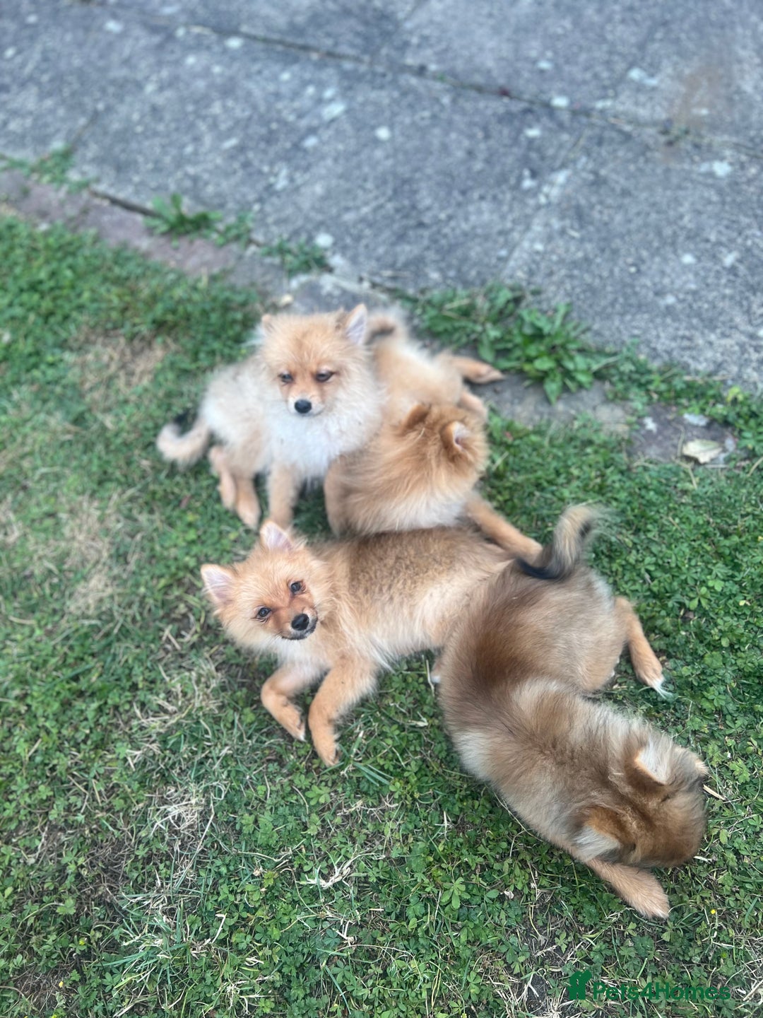 German Spitz dogs for sale: 4x Beautiful German Spitz Pomeranian Puppies  - Image 5