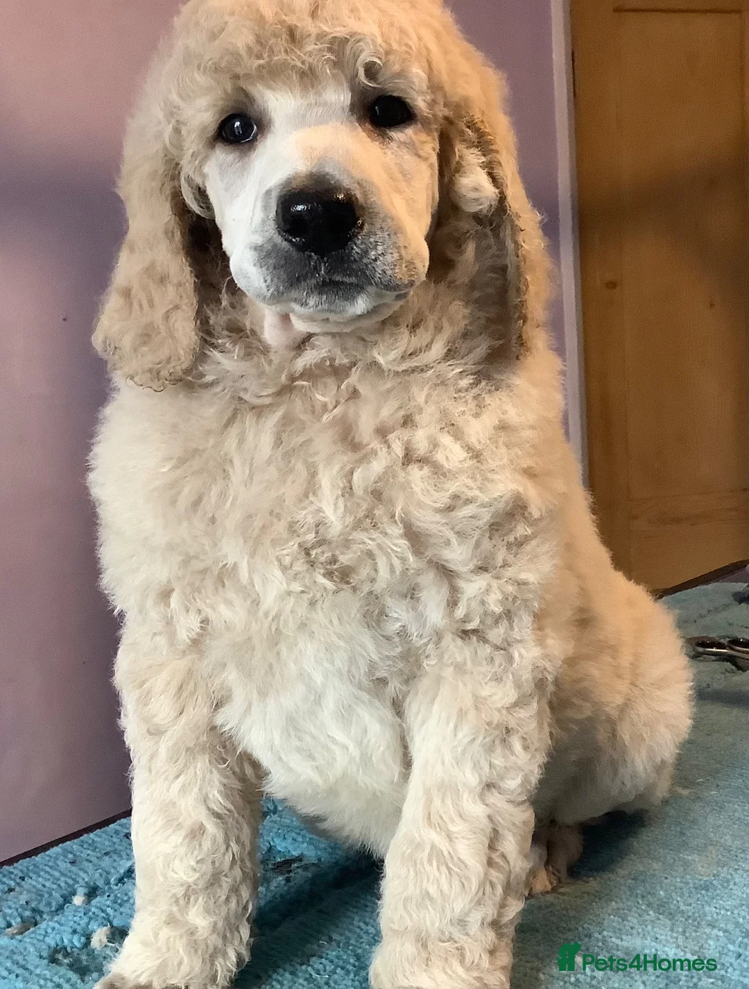 Standard Poodle dogs for stud: KC Cream Stud Boy - Advert 7