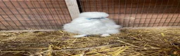 Chickens poultry for sale: Silkie hens 16 weeks old - Advert 1
