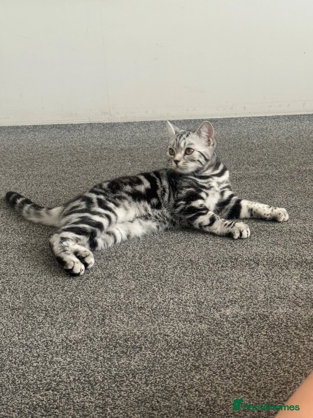 British Shorthair cats for sale: 5 month old BSH girl Active or non Active - Advert 2