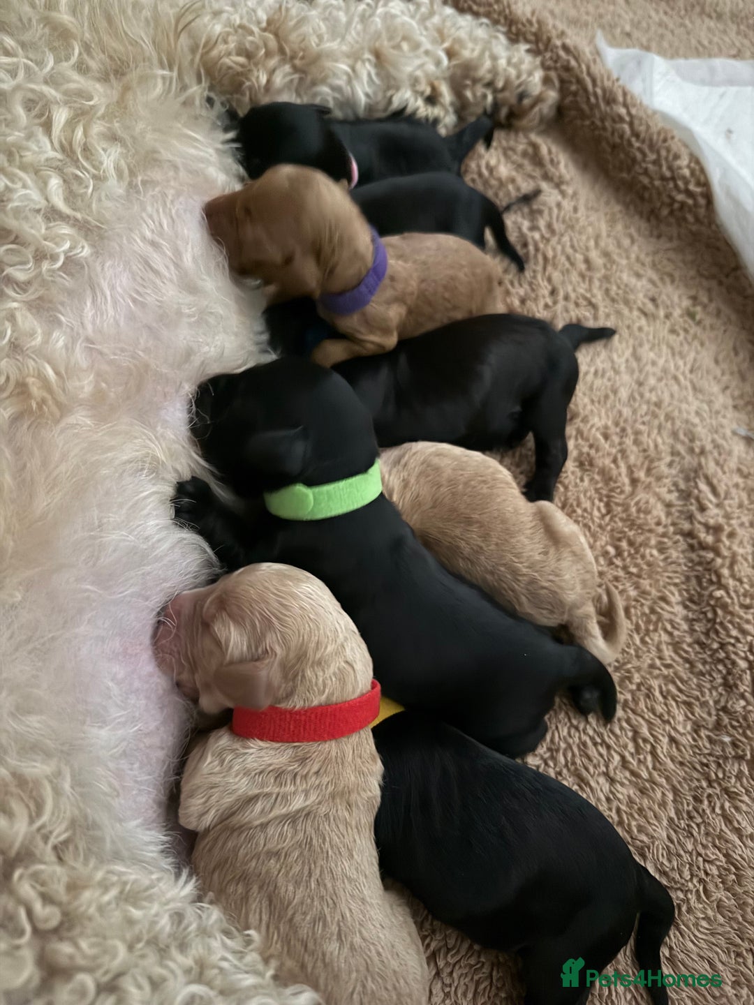 Cockapoo dogs for sale: Beautiful f2 cockapoos puppies 5 girls 3 boys  - Advert 5