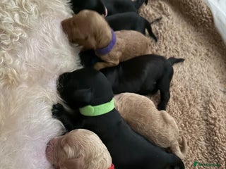 Cockapoo dogs Beautiful f2 cockapoos puppies 5 girls 3 boys - Advert 3