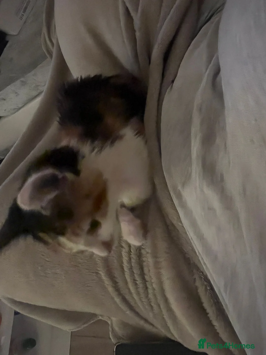 Mixed Breed cats for sale: Kitten for sale  - Advert 5