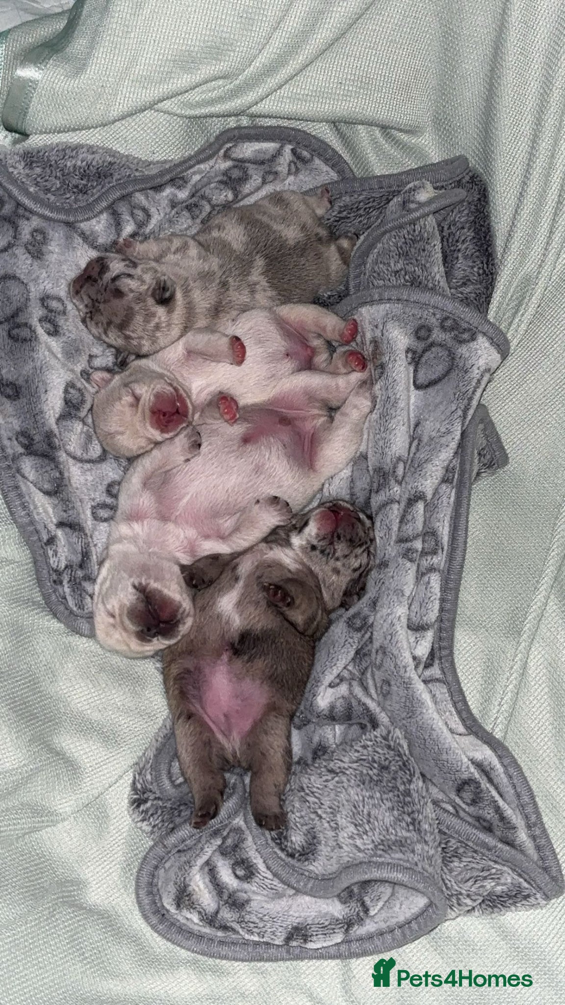 French Bulldog dogs French bulldogs for sale  - Advert 12