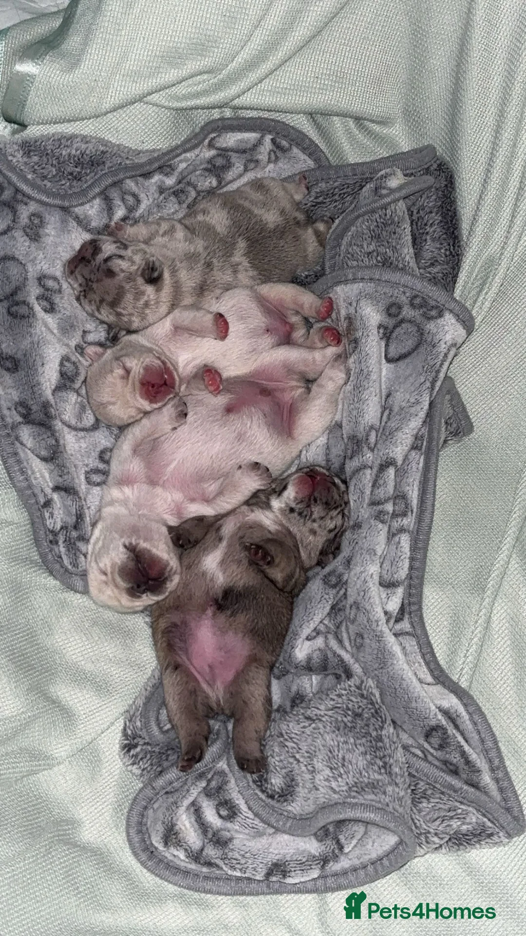 French Bulldog dogs for sale: French bulldogs for sale  in Basildon - Advert 1