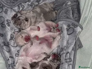 French Bulldog dogs French bulldogs for sale - Advert 6