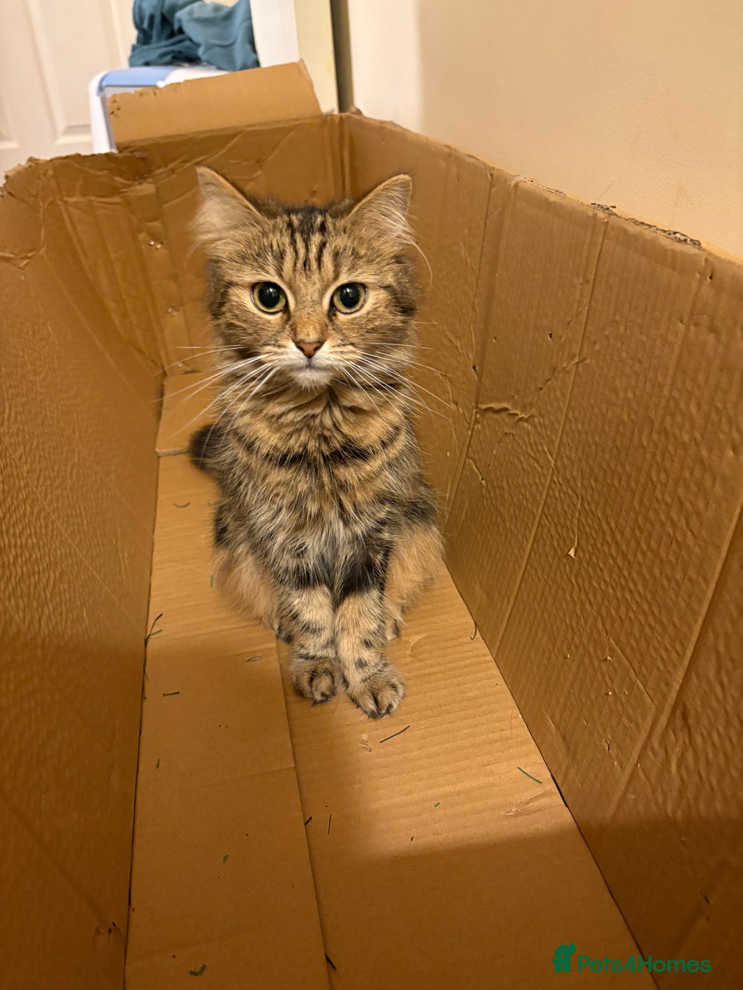 British Longhair cats for sale: Beautiful Rescue Cat Needs A Forever Home - Advert 2