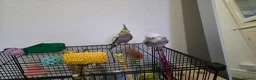 Cockatiels birds for sale: Cockatiel in Cardiff - Advert 5