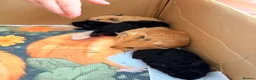 Guinea Pig rodents for sale: Beautiful baby guinea pigs for new homes.  - Advert 7