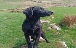 Labrador Retriever dogs for sale: 8 Beautiful Black Labrador Puppies - Image 7