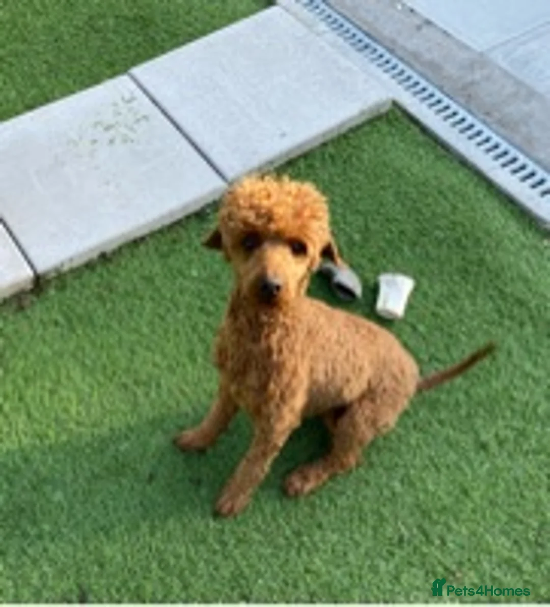 Miniature Poodle dogs for stud: Kc red miniature poodle stud in Preston - Advert 4