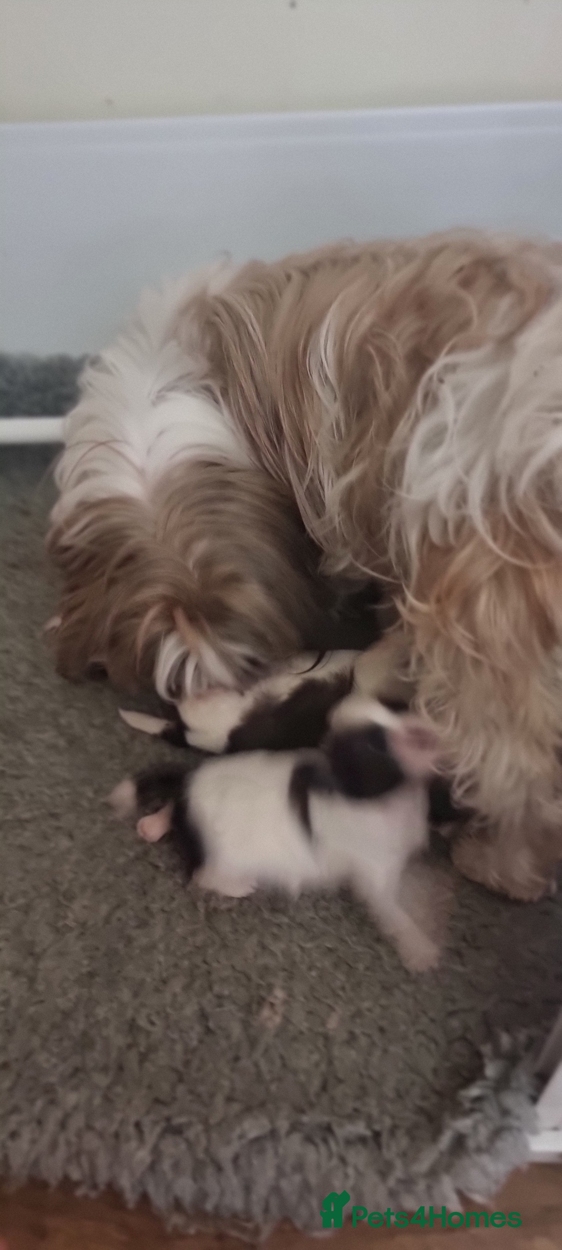 Shih Tzu dogs Shihtzu pups  - Advert 2