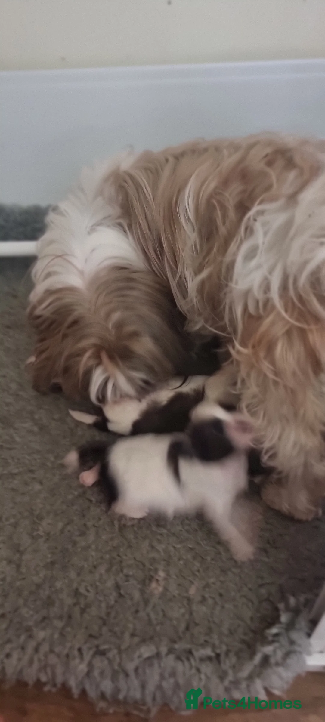 Shih Tzu dogs for sale: Shihtzu pups  - Advert 2