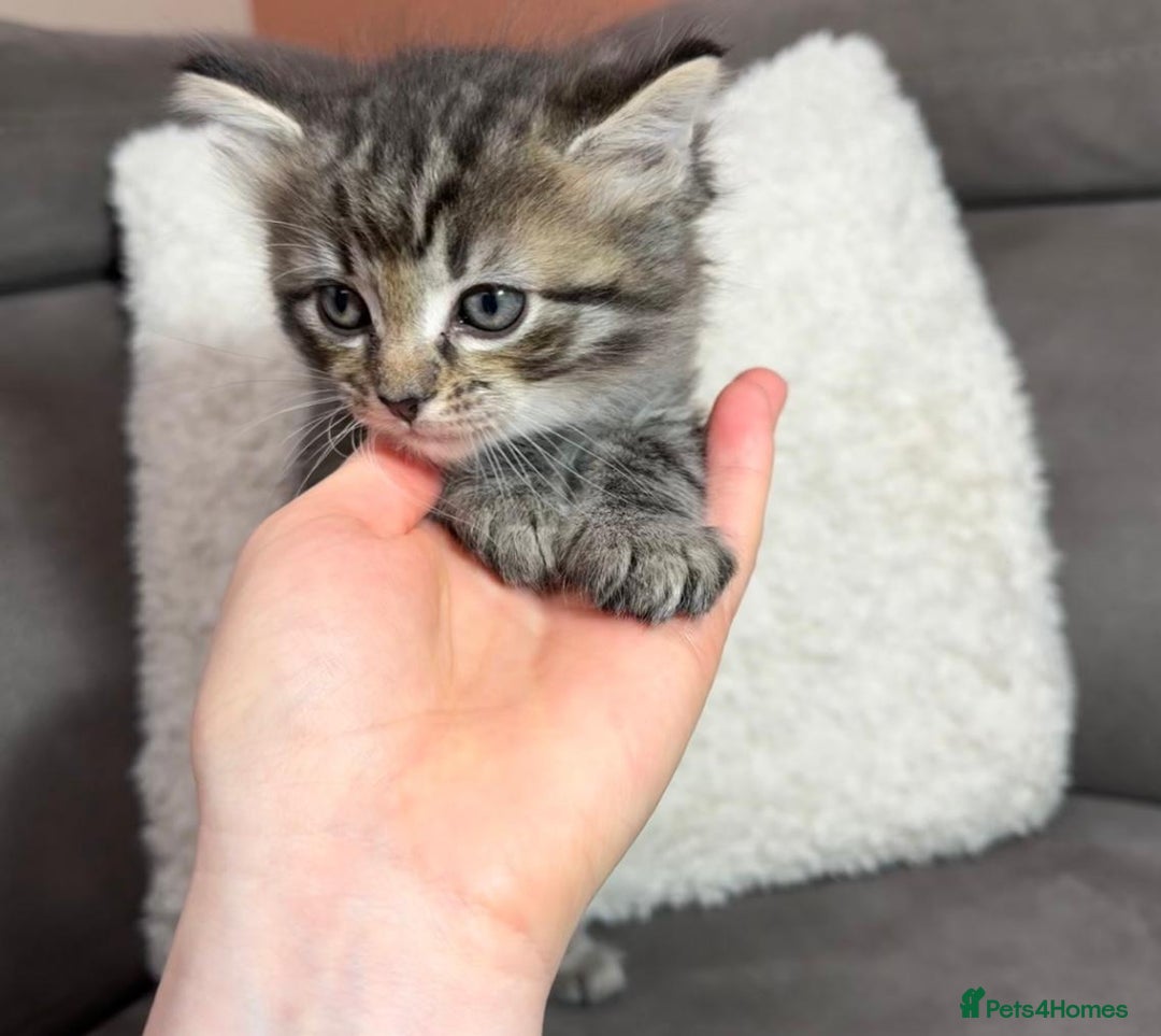 Ragdoll cats for sale: Adorable Ragdoll–Bombay Kittens - Image 6