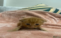 Scottish Fold cats for sale: Scottish fold/straight kittens  - Image 22