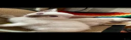 Siamese cats for sale: Healthy beautiful GCCF registered siamese - Advert 9