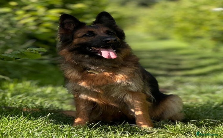 German Shepherd dogs - Advert 3