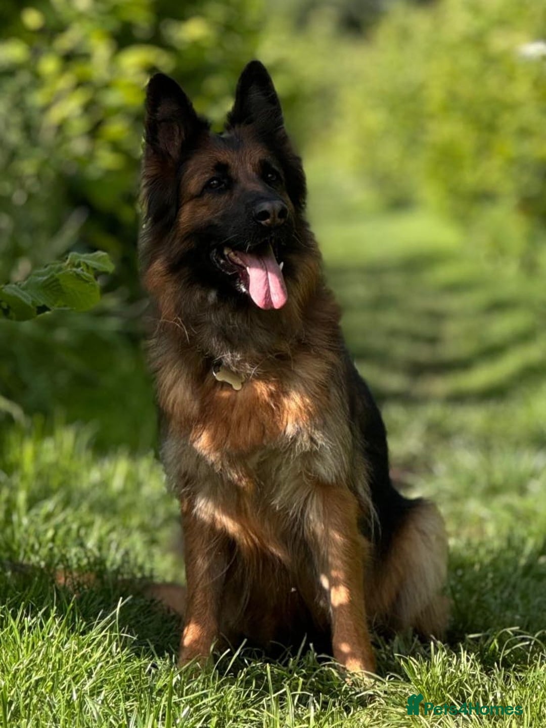 German Shepherd dogs for sale: Retired home needed for a GSD health tested female - Image 1