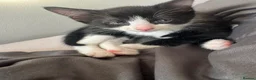 Domestic Shorthair cats for sale: 2 tuxedo kittens for sale - Advert 6