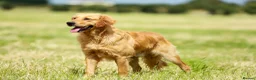 Golden Retriever dogs for sale: Loving, family raised golden retriever puppies  - Advert 3