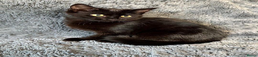 Black female