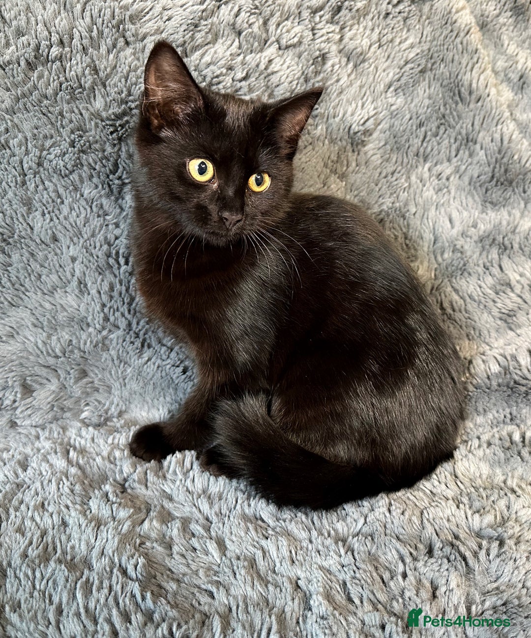 Mixed Breed cats for sale: 2 stunning kittens ready to leave now! - Image 4
