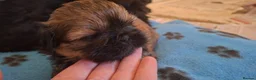 Shih Tzu dogs for sale: 5 beautiful KC reg shih Tzu puppies  - Advert 4
