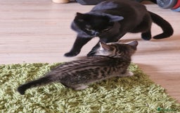 Mixed Breed cats for sale: Kittens - Image 6