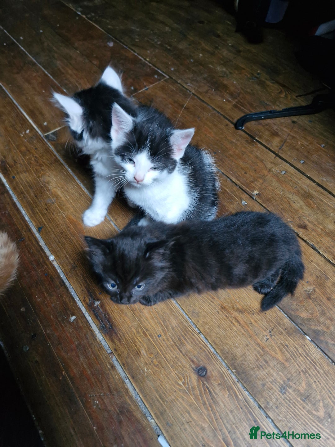 Mixed Breed cats for sale: Kittens  - Image 4