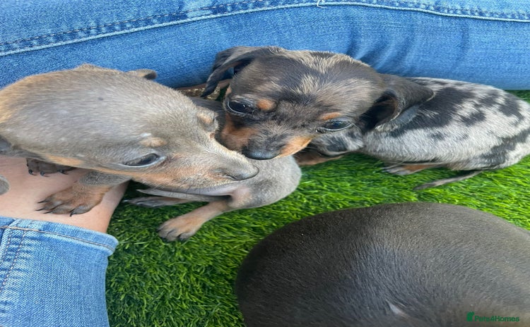 Miniature Dachshund dogs - Advert 6
