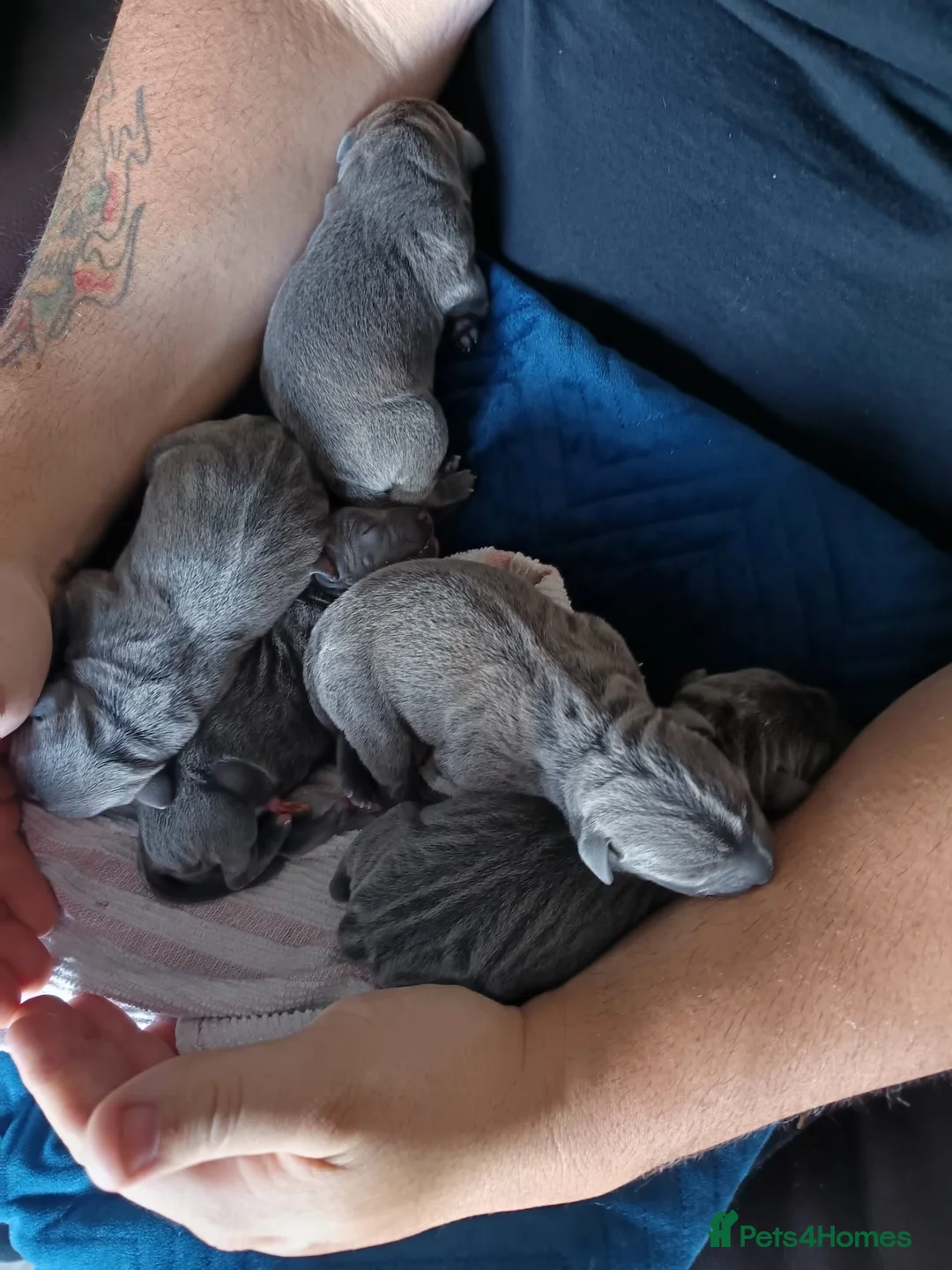 Staffordshire Bull Terrier dogs for sale: Full blue staffy pups - Advert 3