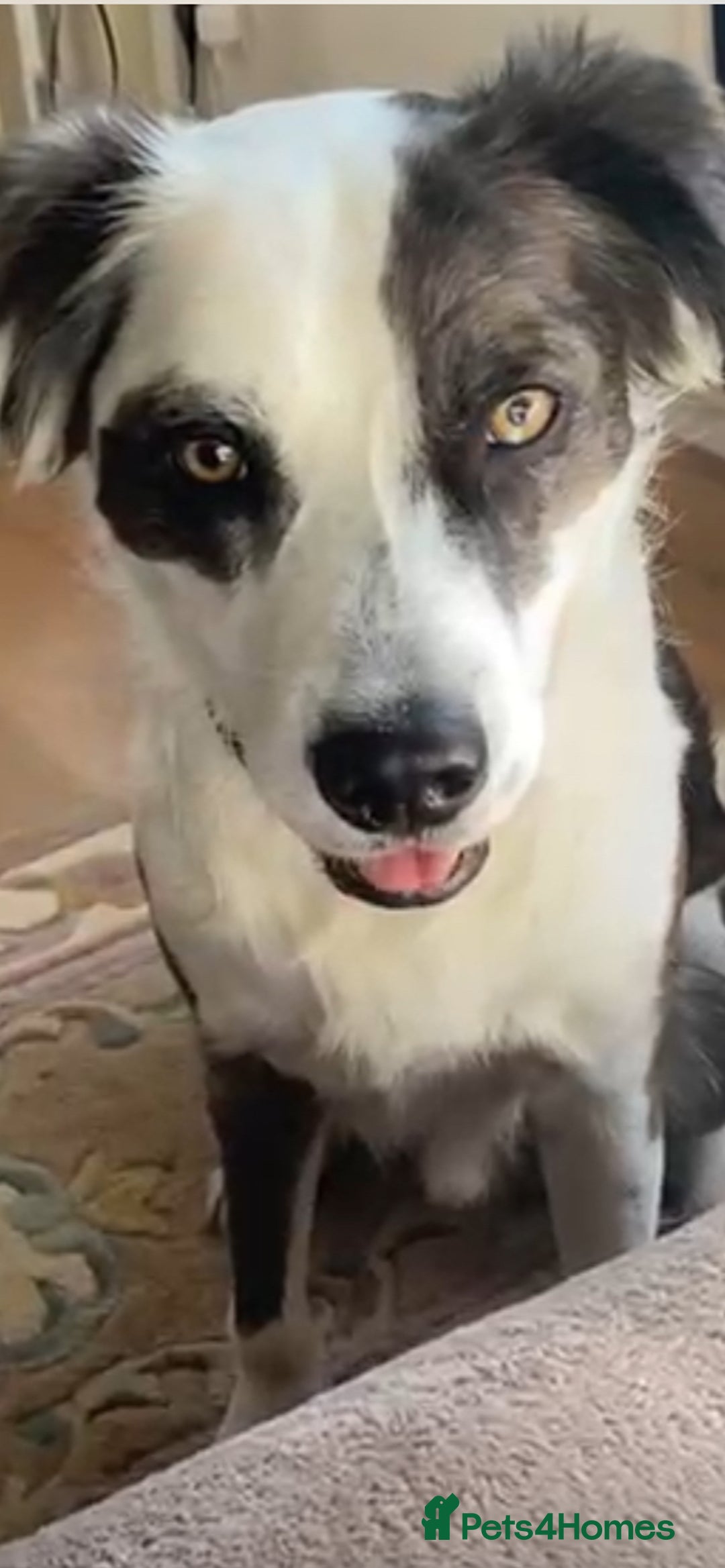 Mixed Breed dogs for adoption: Urgent Foster To Adopt Buddy 🚨  - Image 2