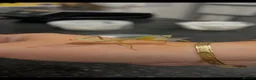 Mixed Breed invertebrates for sale: Various Invertebrates At Urban Exotics  - Advert 9