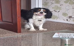 Cavalier King Charles Spaniel dogs for stud: Tri colour stud dog  - Image 4