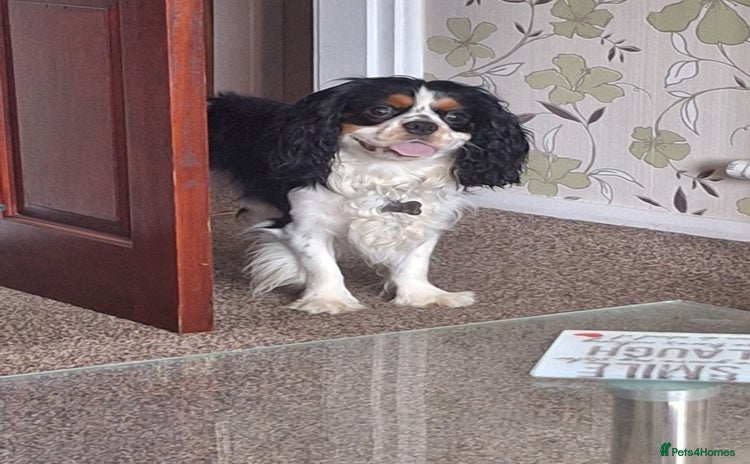 Cavalier King Charles Spaniel dogs - Advert 1